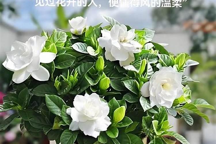 桅子花好养吗