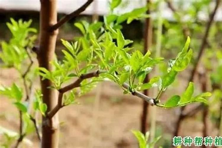 为什么每年要给枣树施肥？什么时期施肥最好