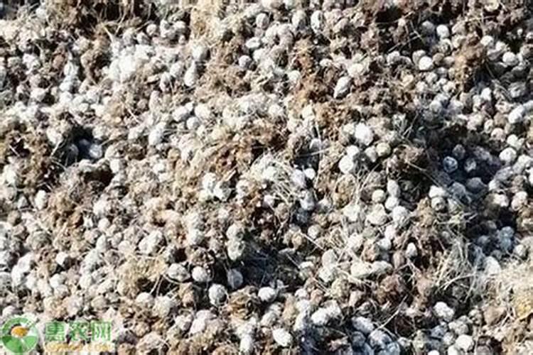 湖北樱花专用肥批发价格多少？