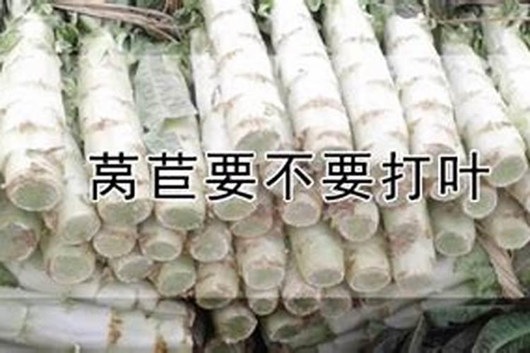 莴苣要不要打叶