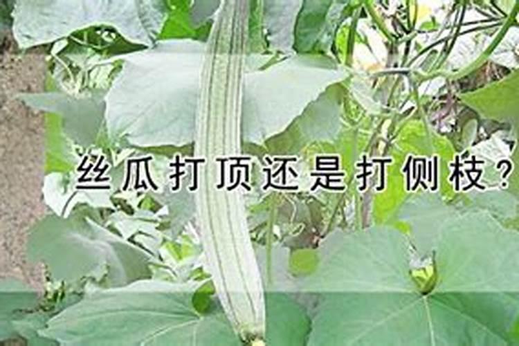 丝瓜藤细是缺少什么肥 丝瓜如何搭架引蔓