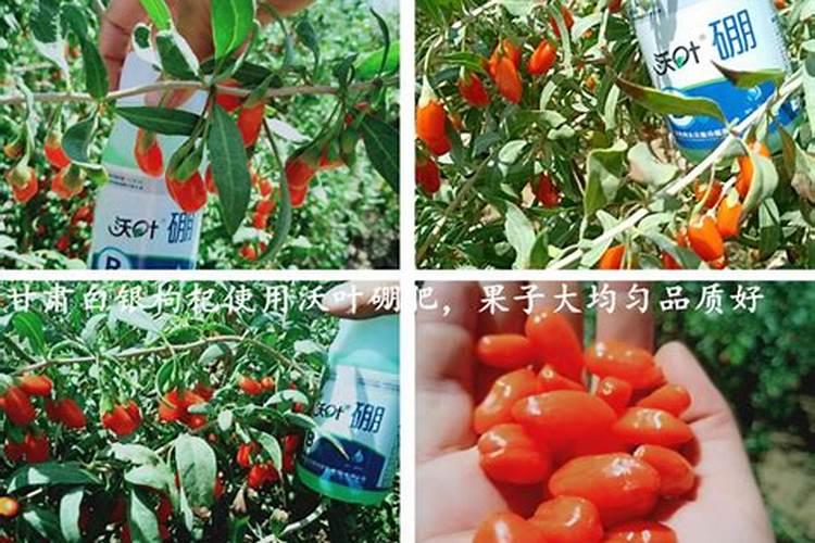 青花椒使用微量元素肥吗有效果吗？