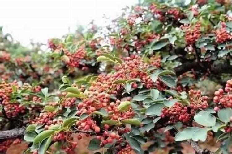 青花椒不接果打什么药能接果呢