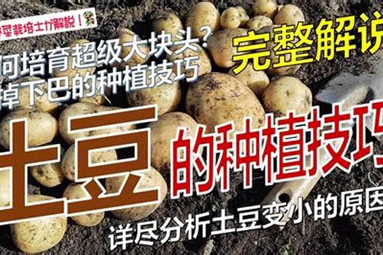 马铃薯种植高产技巧 土豆应该怎么施肥