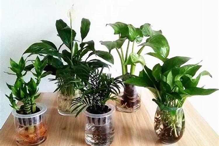 水培植物黄叶子缺少什么肥料？