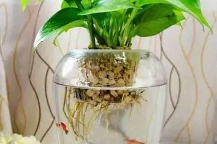 水培叶菜的叶片变黄是什么原因