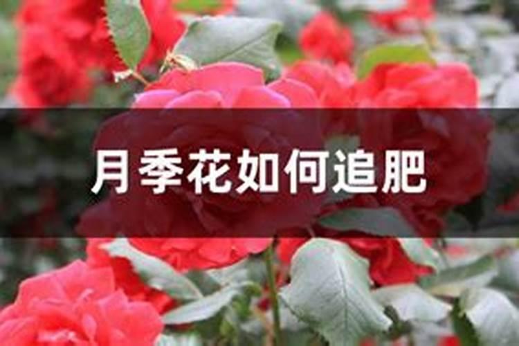 月季花如何追肥