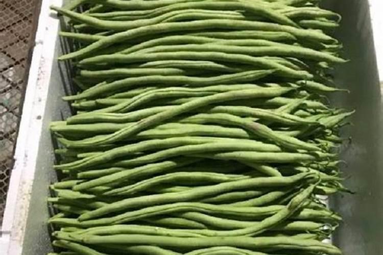 无筋豆什么时候打大量元素水溶性肥料校果最好