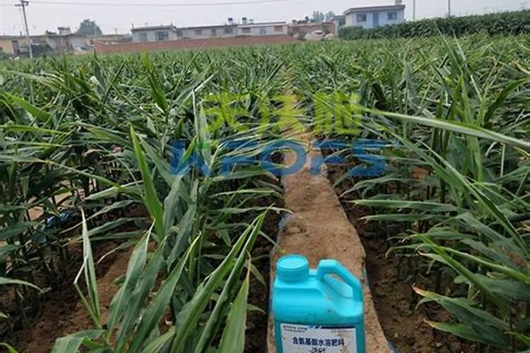 大姜冲施大量元素水溶肥几天能见效果？