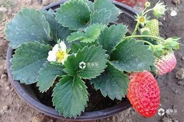 草莓苗用氮肥行吗怎么施肥？