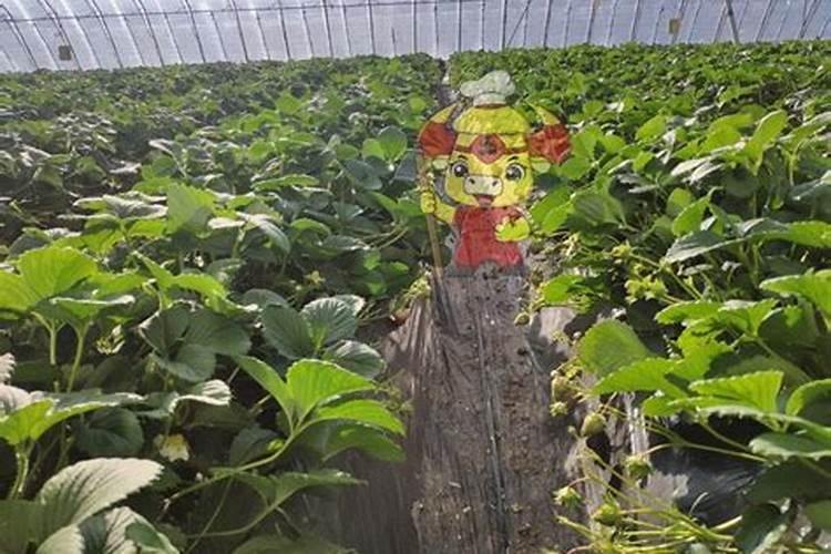香瓜用硼肥吗怎么用效果好一点？