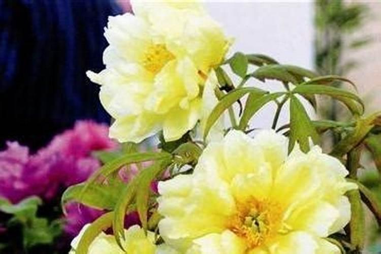 夏天鲜花养护要点