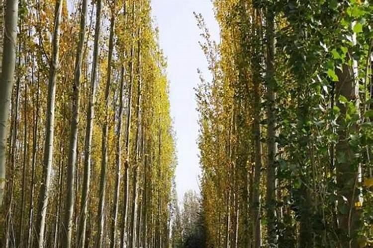 当每的小杨树施多少肥料最好？
