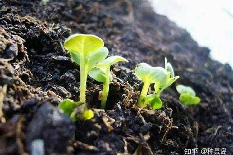 松花蔬菜需要施什么肥？