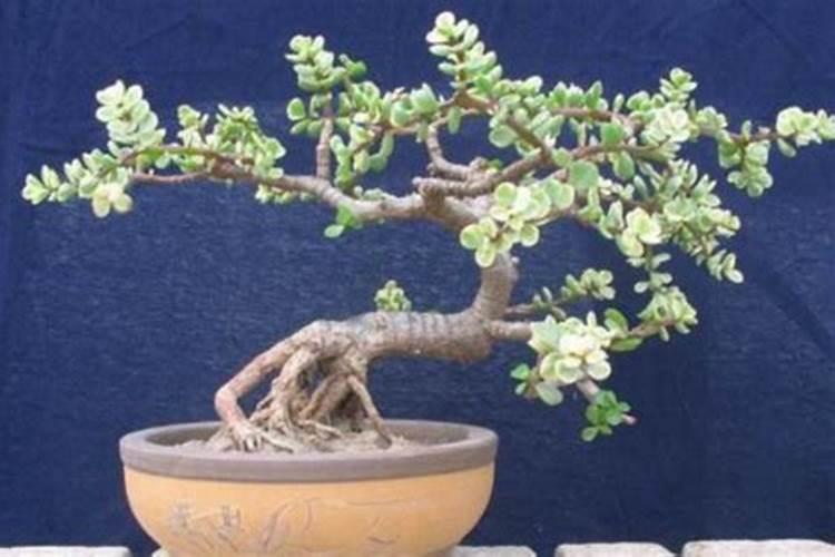 盆栽空根怎样快生根 盆栽空根快生根的方法