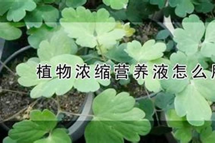 植物浓缩营养液怎么用