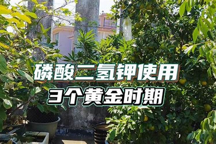 磷酸二氢钾什么时期喷施效果最好