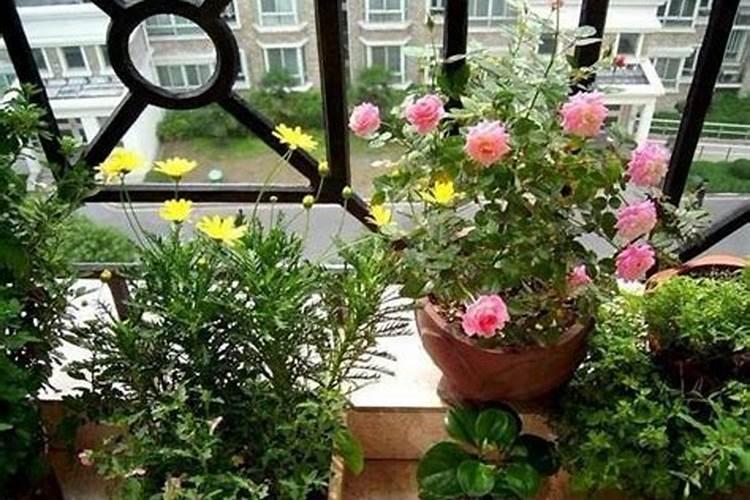 为什么我养的花都死了呢
