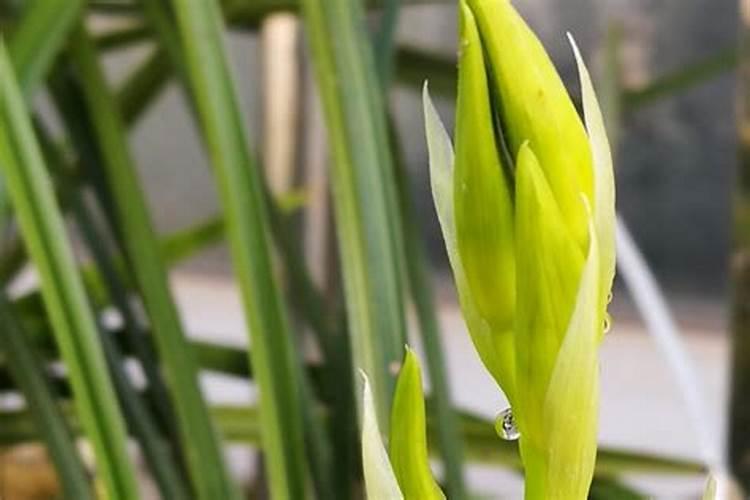 进入6月蕙兰应该施什么肥？