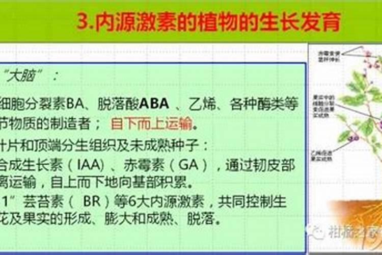 钾肥对果树花芽分化的作用