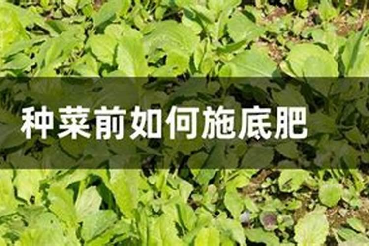 种菜底肥怎样施？