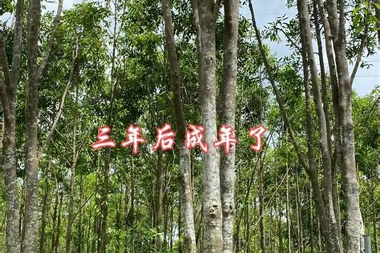 奇楠沉香怎么种植