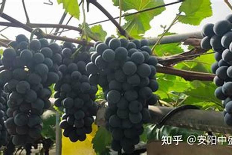 葡萄现在马上到采摘期,用什么肥料,提高一下膨果？