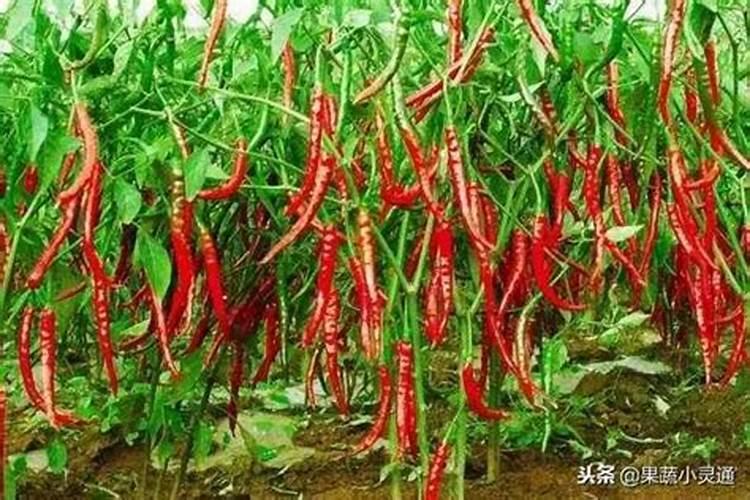 辣椒坐果期用什么肥料最好？