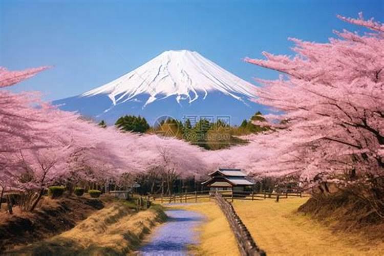 去富士山看樱花住什么酒店