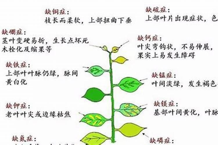 牡丹下上的化肥为什么不溶化,一年了？