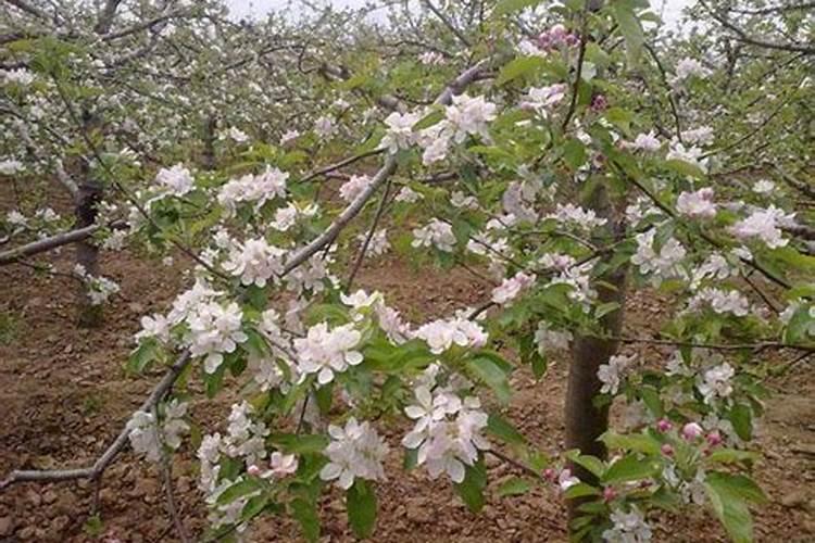 桃树开花后打什么药保果