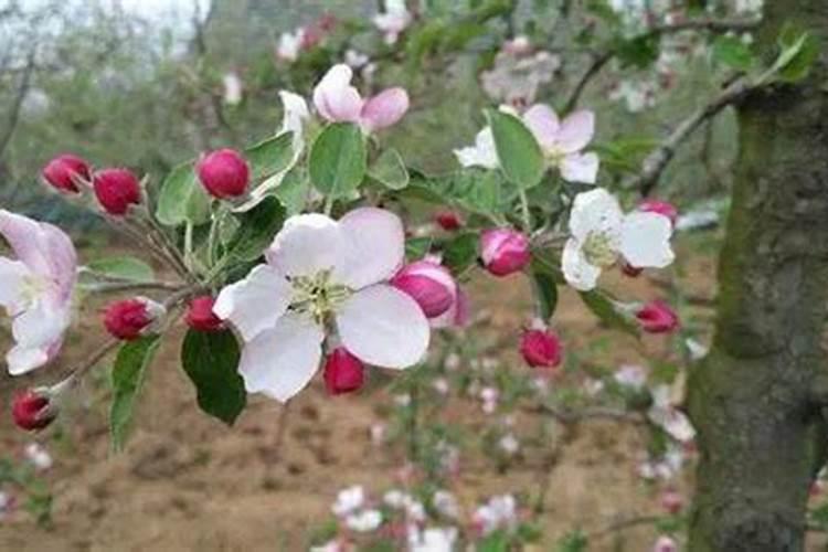 果树花期补硼、花后补钙,补错了果子当然长不好