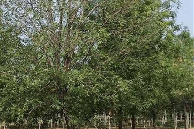 白蜡施肥时间和方法