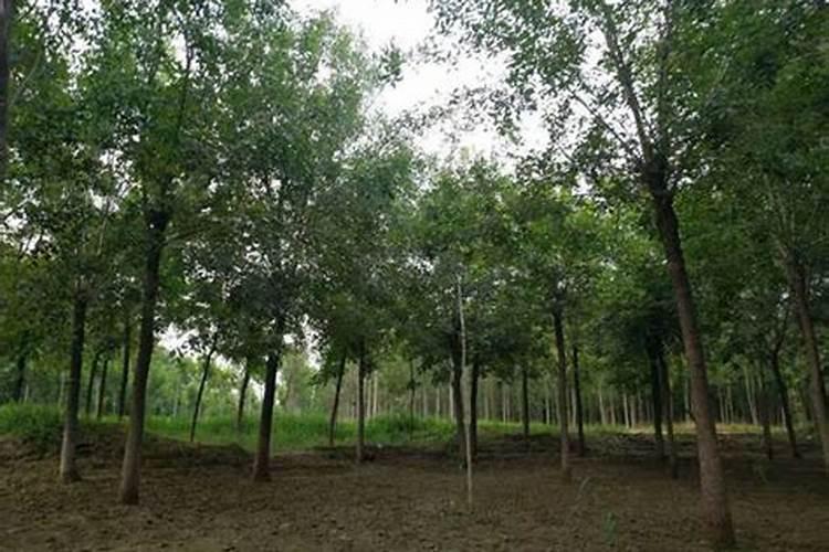 白蜡树小苗施肥方法
