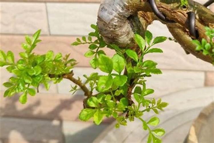 白蜡夏天怎么养护