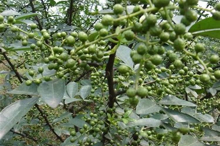 花椒树几月份喷硼肥最好？
