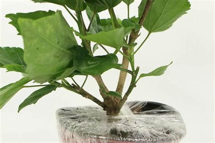 扶桑花多施钾肥可以吗