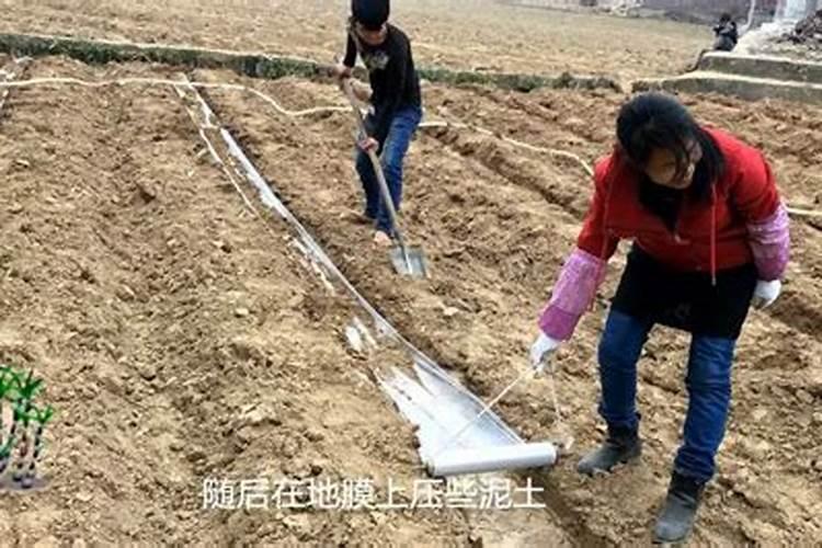 甘蔗种植技术