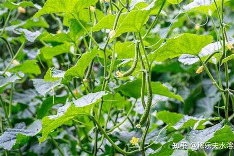 ﻿药用植物叶面追肥技巧