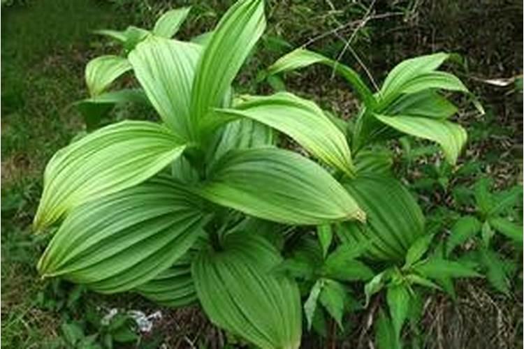 中草药虫芦栽培需要什么肥料