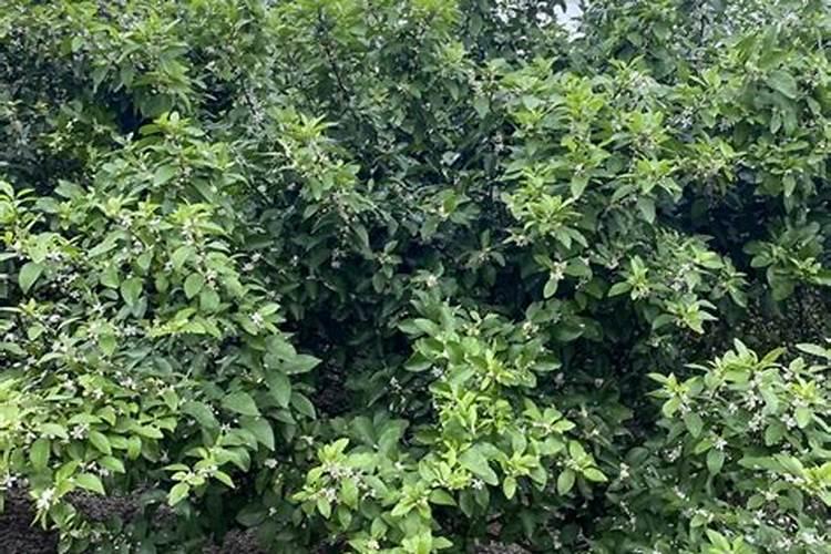 下半年的柑橘叶面要喷什么有助于明年开花多？