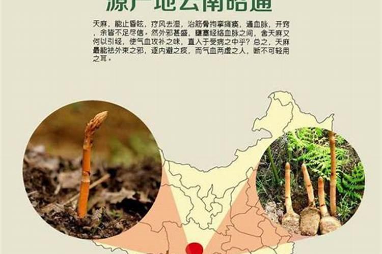 天麻需要施肥和浇水吗？