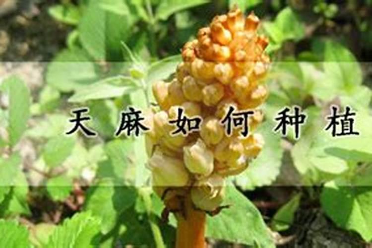 天麻的正确栽培方法