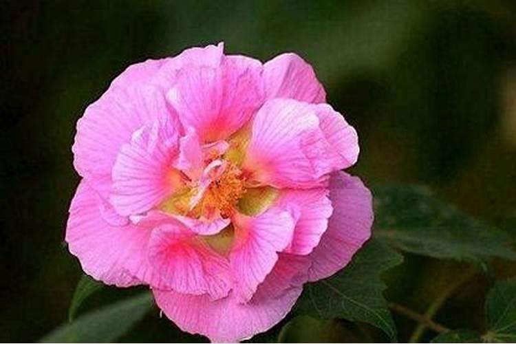 芙蓉花怎么养施什么肥？