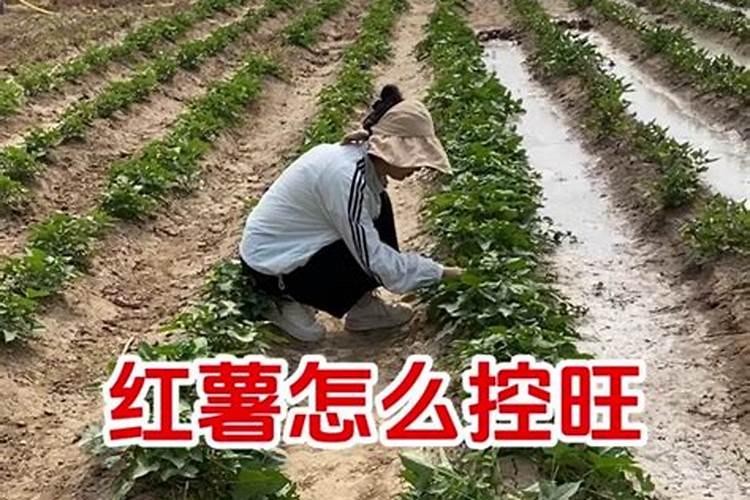 红薯高产栽培技术,红薯如何才能提高产量