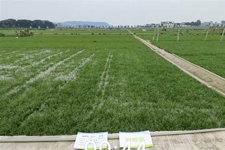 田植养482的价格表想知道田植养卖多少钱一袋