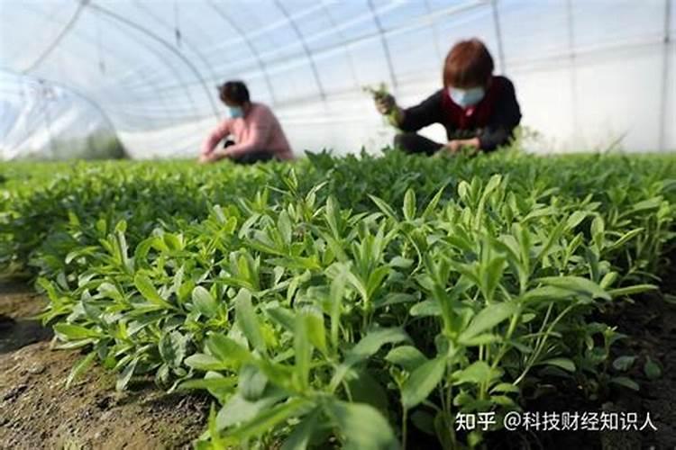 甜叶菊的种植条件有哪些