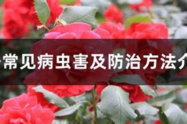 月季常见病虫害及防治方法介绍