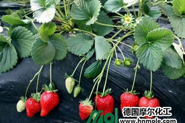 草莓肥害是什么原因？如何修复？