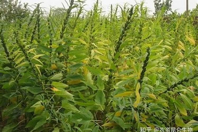 芝麻用什么叶面肥效果最好？